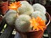 Rebutia