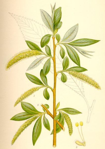 Fil:Salix fragilis knäckepil.jpg