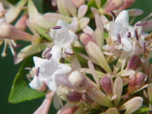 Abelia chinensis2.jpg