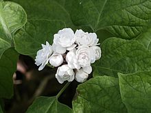 Clerodendrum chinense1215795758.jpg