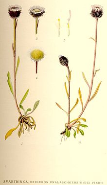 Erigeron unalaschkensis nf.jpg