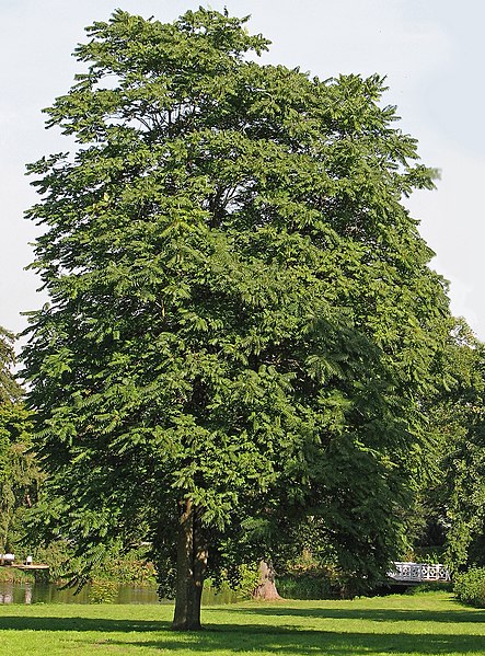 Fil:Götterbaum (Ailanthus altissima).jpg
