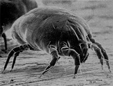 House Dust Mite.jpg