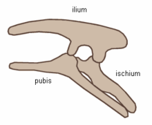 De fågelhöftade dinosauriernas höftstruktur (vänster sida)