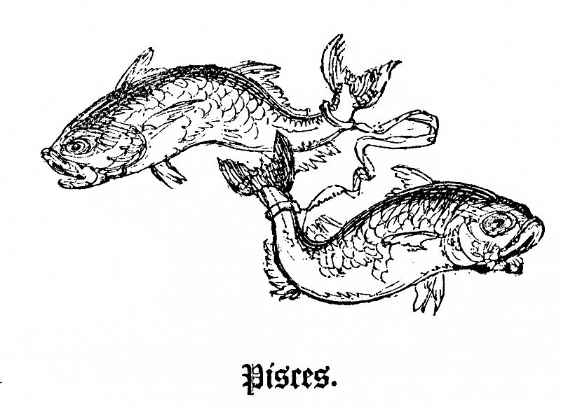Fil:Pisces-drawing.jpg