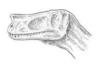 Proceratosaurus Teckning av Ghedo 