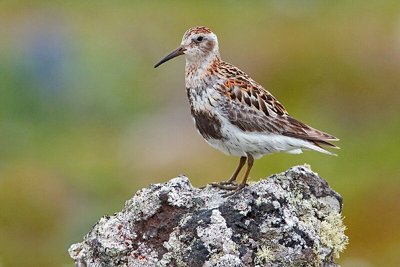 Fil:Rock Sandpiper.jpg