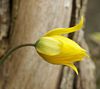 Tulipa sylvestris flower 130405.jpg