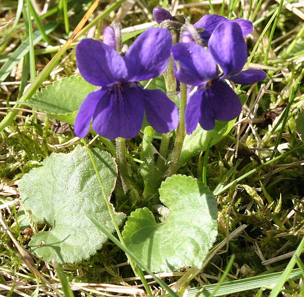 Fil:Viola odorata Garden 060402Bw.jpg