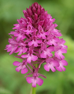 Anacamptis pyramidalis flowers.jpg