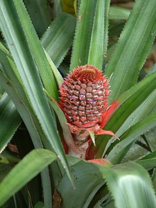 Blommande ananas (A. comosus).