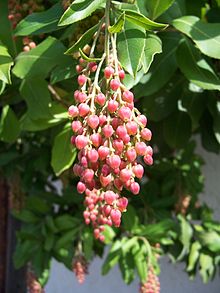 Kaliforniskt smultronträd (A. menziesii)