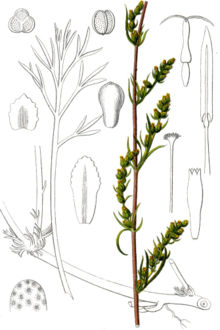 Artemisia campestris Sturm34.jpg