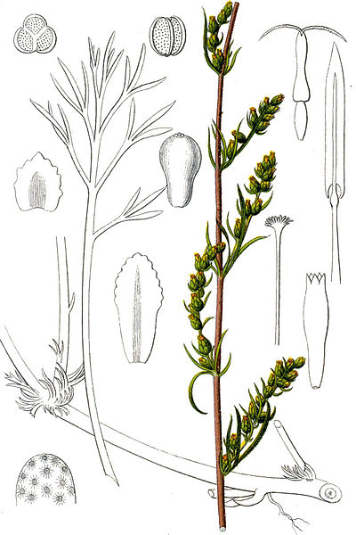 Fil:Artemisia campestris Sturm34.jpg