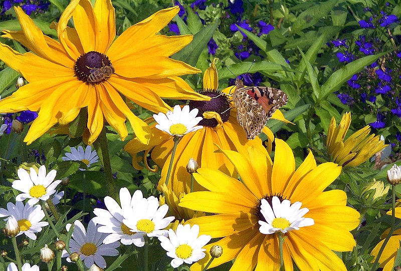 Fil:Blume mit Schmetterling und Biene 1uf.JPG