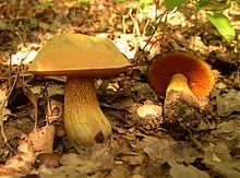 Boletus luridus 1.JPG