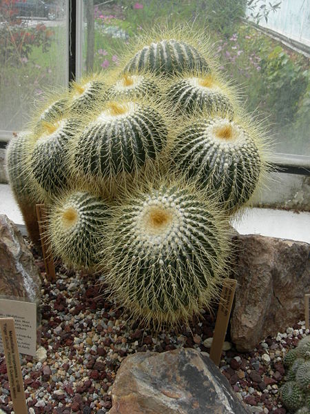 Fil:Cactus in Volunteer Park Conservatory 03.jpg
