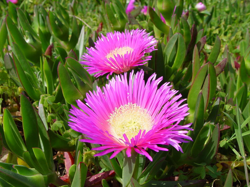 Fil:Carpobrotus edulis a.JPG