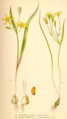 Allmän vårlök (G. lutea) (A) och dvärgvårlök (G. minima) (B)