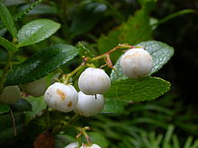 Japanskt vaktelbär (G. miqueliana)