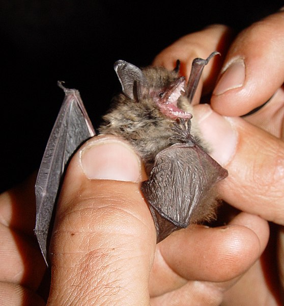 Fil:Myotis mystacinus.jpg