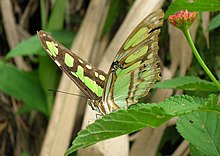 Pearly Malachite.jpg