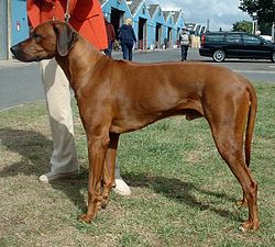 Rhodesian Ridgeback 600.jpg