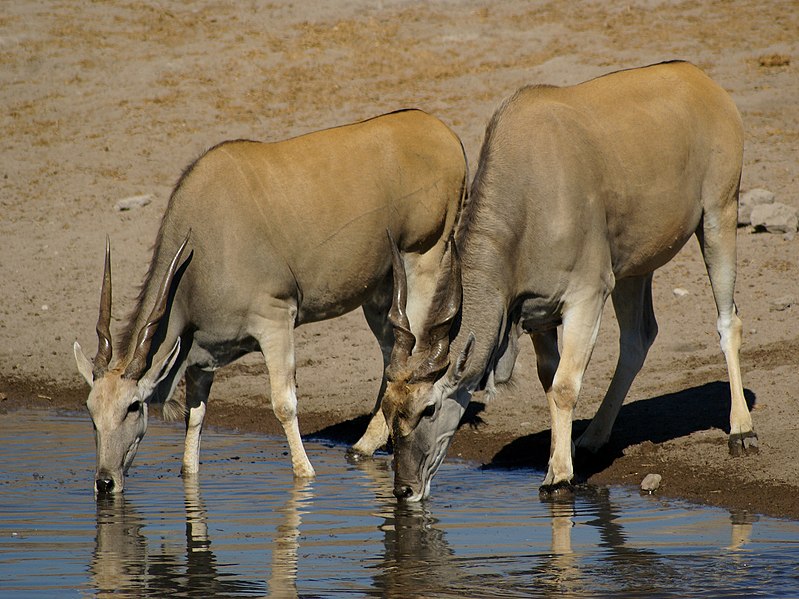 Fil:Taurotragus oryx.jpg