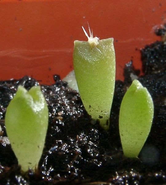 Fil:Astrophytum capricorne 19days 0.jpg