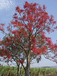 Flamträd (B. acerifolius)