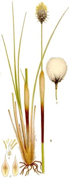 Fil:Eriophorum vaginatum Lindman.jpg