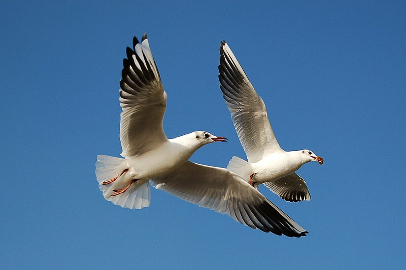 Fil:Little gulls.jpg