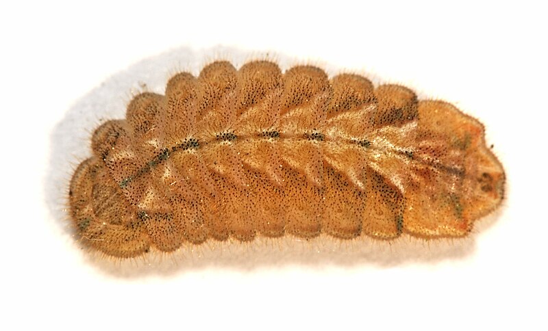 Fil:Quercusia.quercus.larva.2.jpg