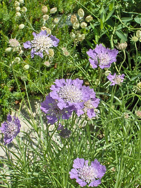 Fil:Scabiosa graminifolia.JPG