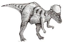 Pachycephalosaurus, Teckning av Tim Bekaert