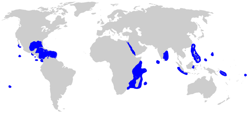 Fil:Carcharhinus albimarginatus distmap.png