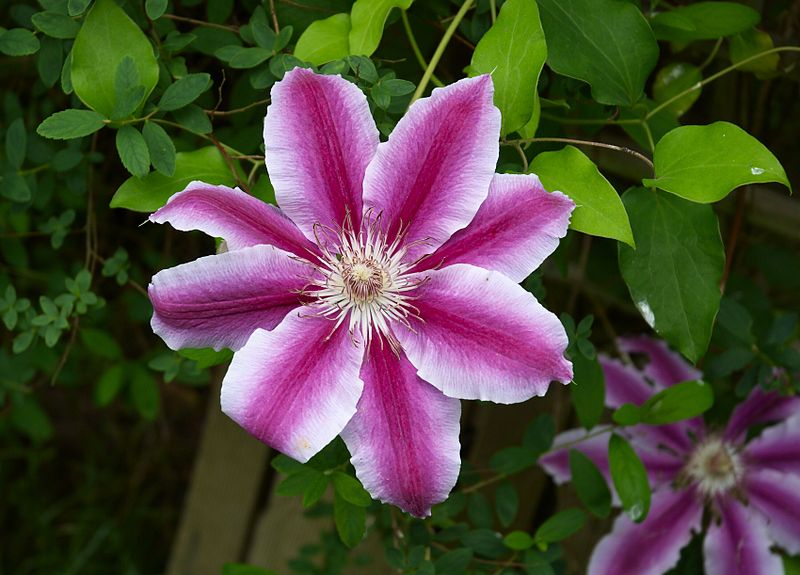 Fil:Clematis ruppel B.jpg