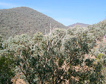 Eucalyptusskog
