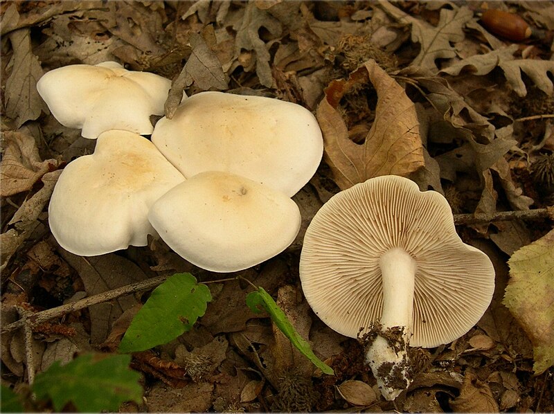 Fil:Tricholoma album.jpg