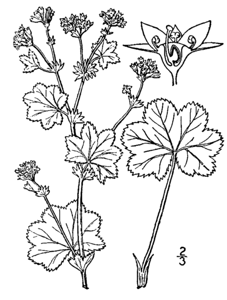 Fil:Alchemilla monticola drawing.png