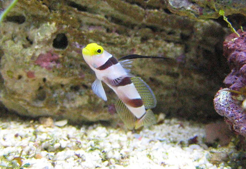 Fil:Black-ray goby.jpg