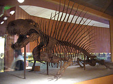Skelett av Dimetrodon grandis