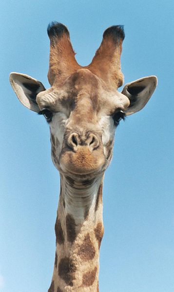 Fil:Giraffe-closeup-head.jpg