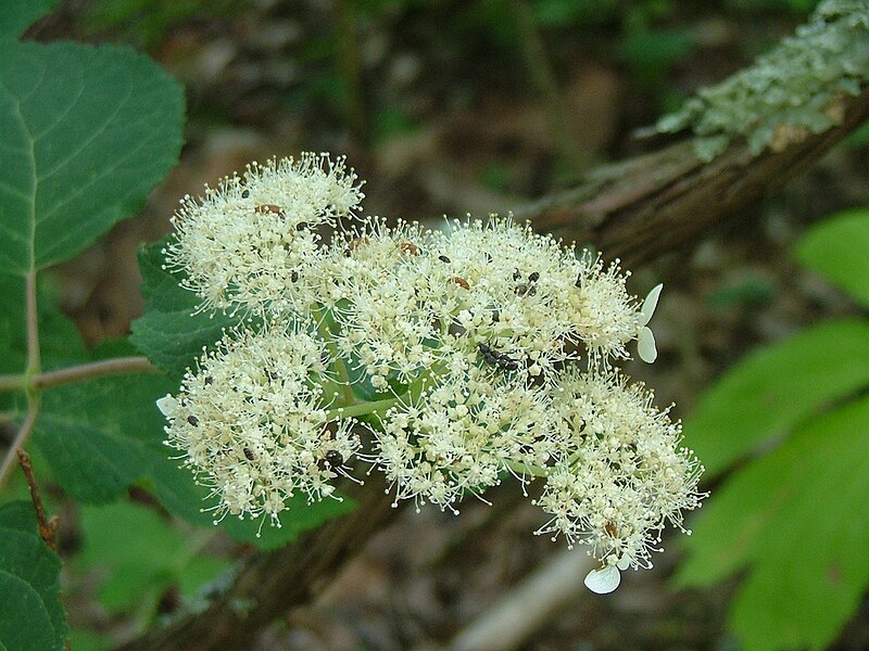 Fil:Hydrangea arborescens1cm195902.jpg