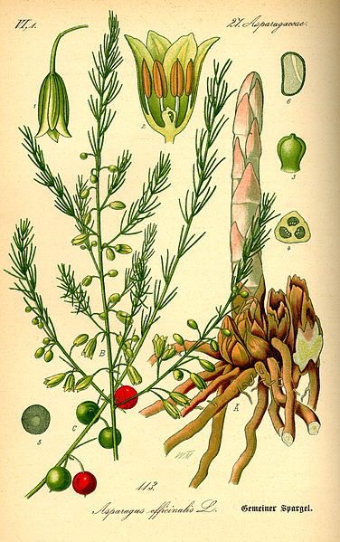 Fil:Illustration Asparagus officinalis0.jpg
