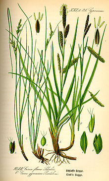Fil:Illustration Carex gynomane0.jpg