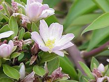 Pereskia grandifolia2.jpg