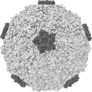 Rhinovirus, en vanlig orsak till förkylning.