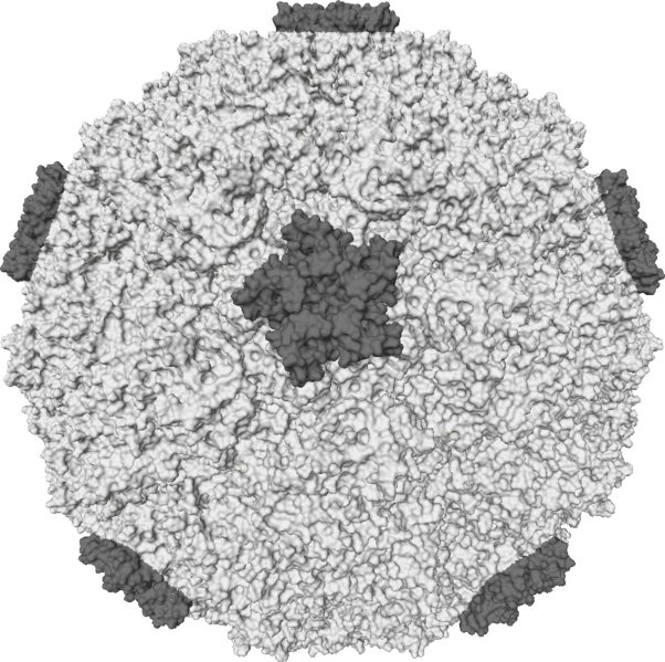 Fil:Rhinovirus.PNG