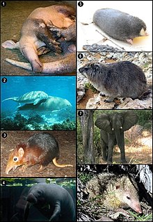 olika arter av djurgruppen